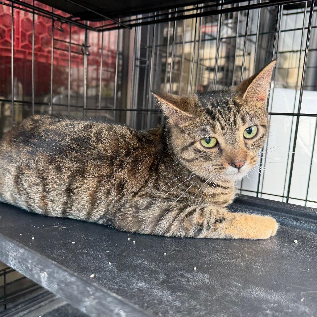 Enlarge Bianca, a Adoptable Domestic Short Hair in Melbourne, KY image 4/4