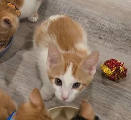 John Oliver, Adoptable, Kitten Male Domestic Short Hair.