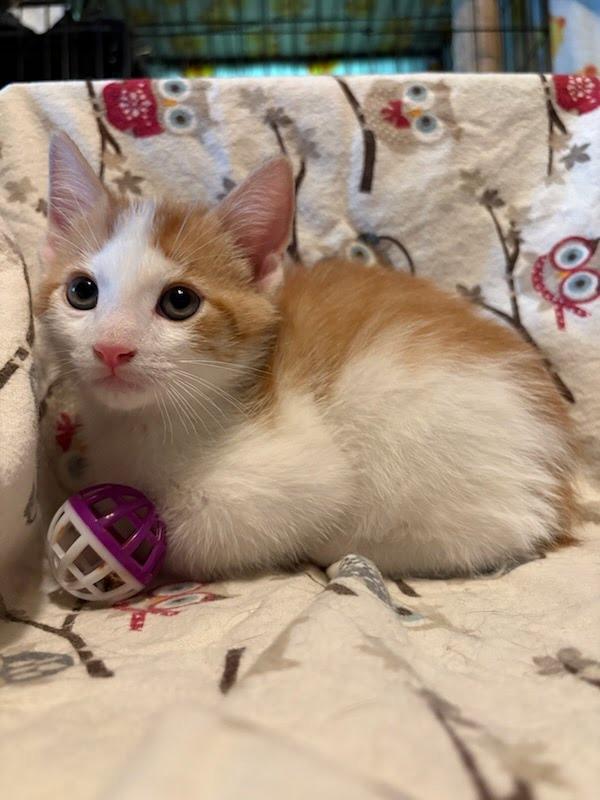 John Oliver, a Adoptable mixed breed in Parkville, MD image 2/6