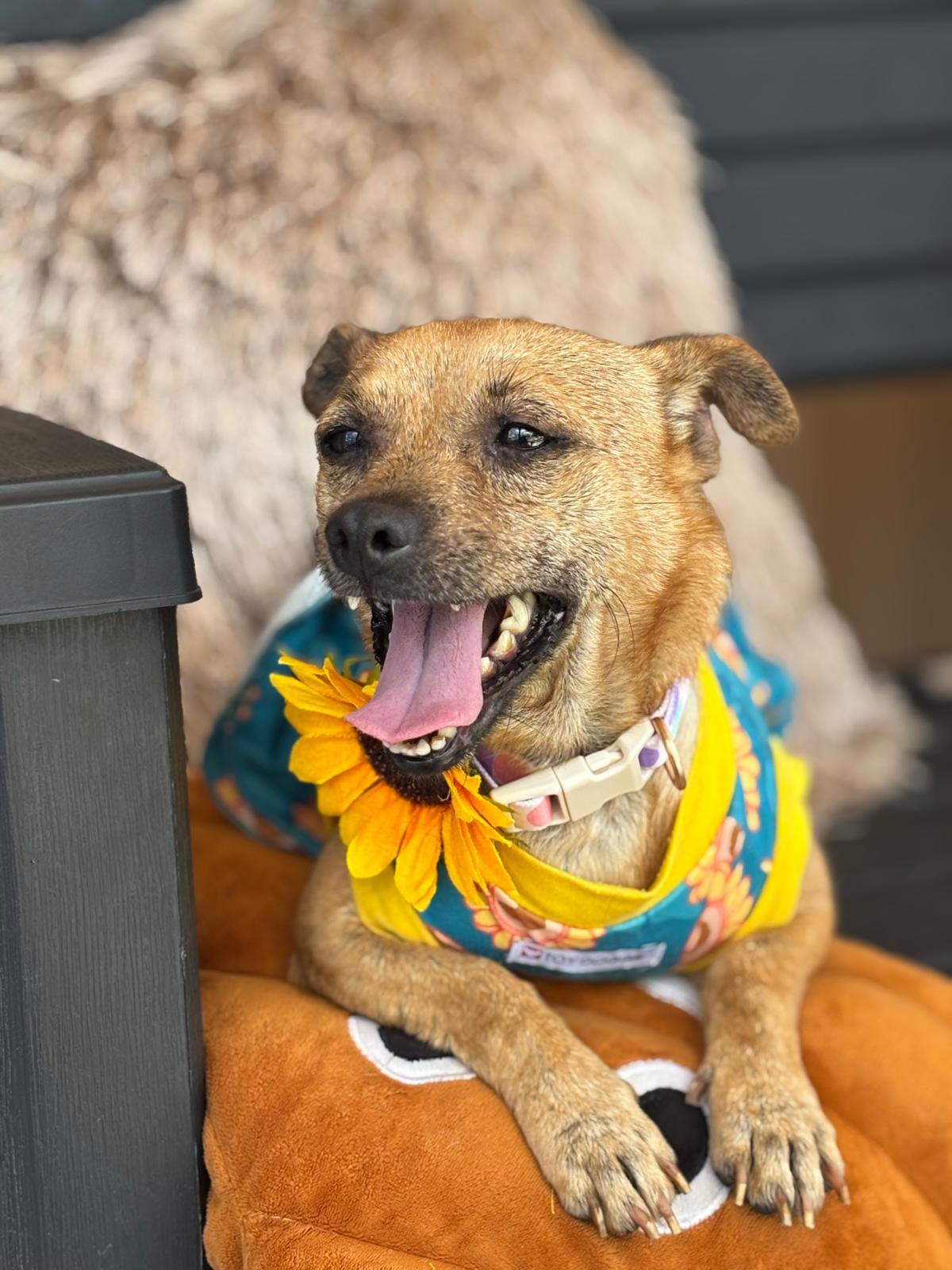 Enlarge FRANNY - sweetie pie, a Adoptable mixed breed in Tampa, FL image 5/6