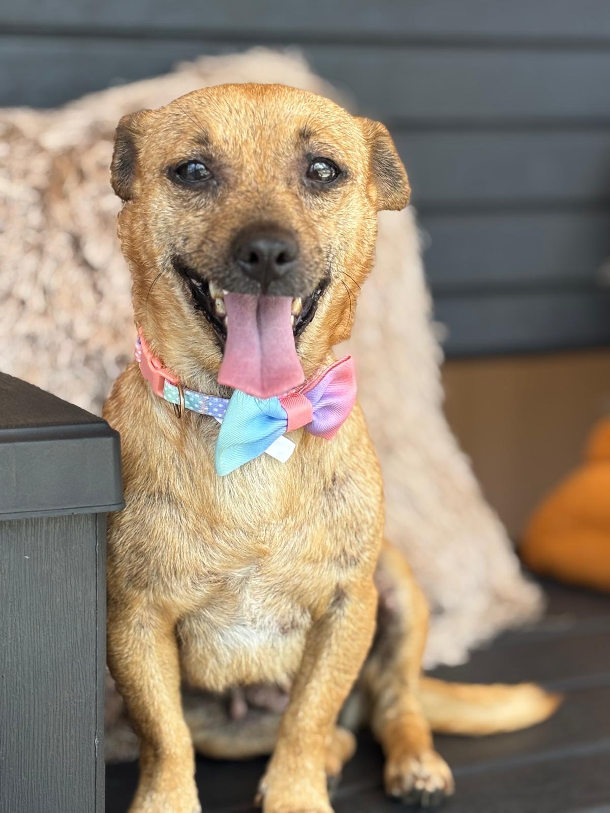 FRANNY - sweetie pie, Adoptable, Adult Female Chihuahua & Terrier.