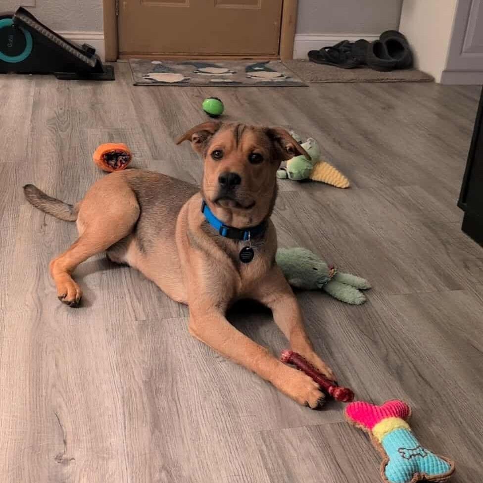 Frisco, Adoptable, Puppy Male Mixed Breed.