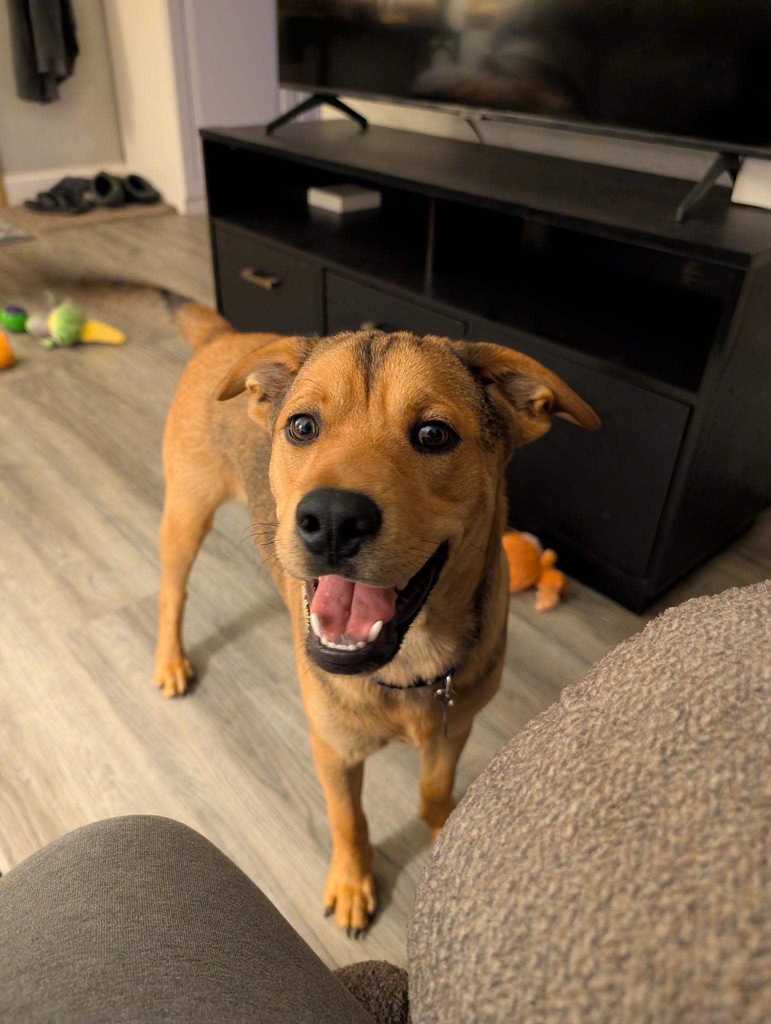 Frisco, a Adoptable Mixed Breed in Cedar Rapids, IA image 2/6