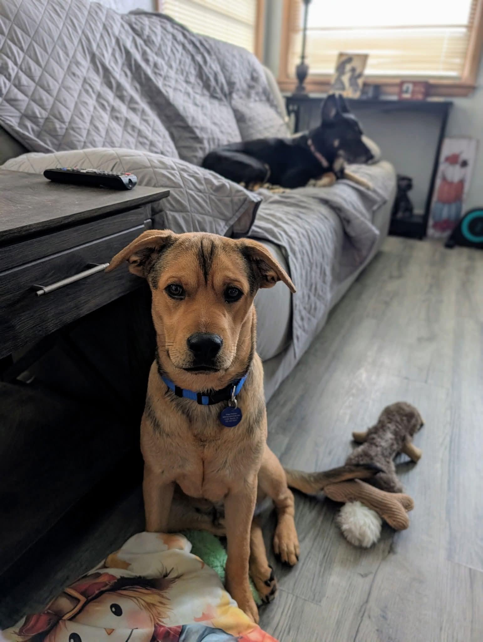 Frisco, a Adoptable Mixed Breed in Cedar Rapids, IA image 5/6