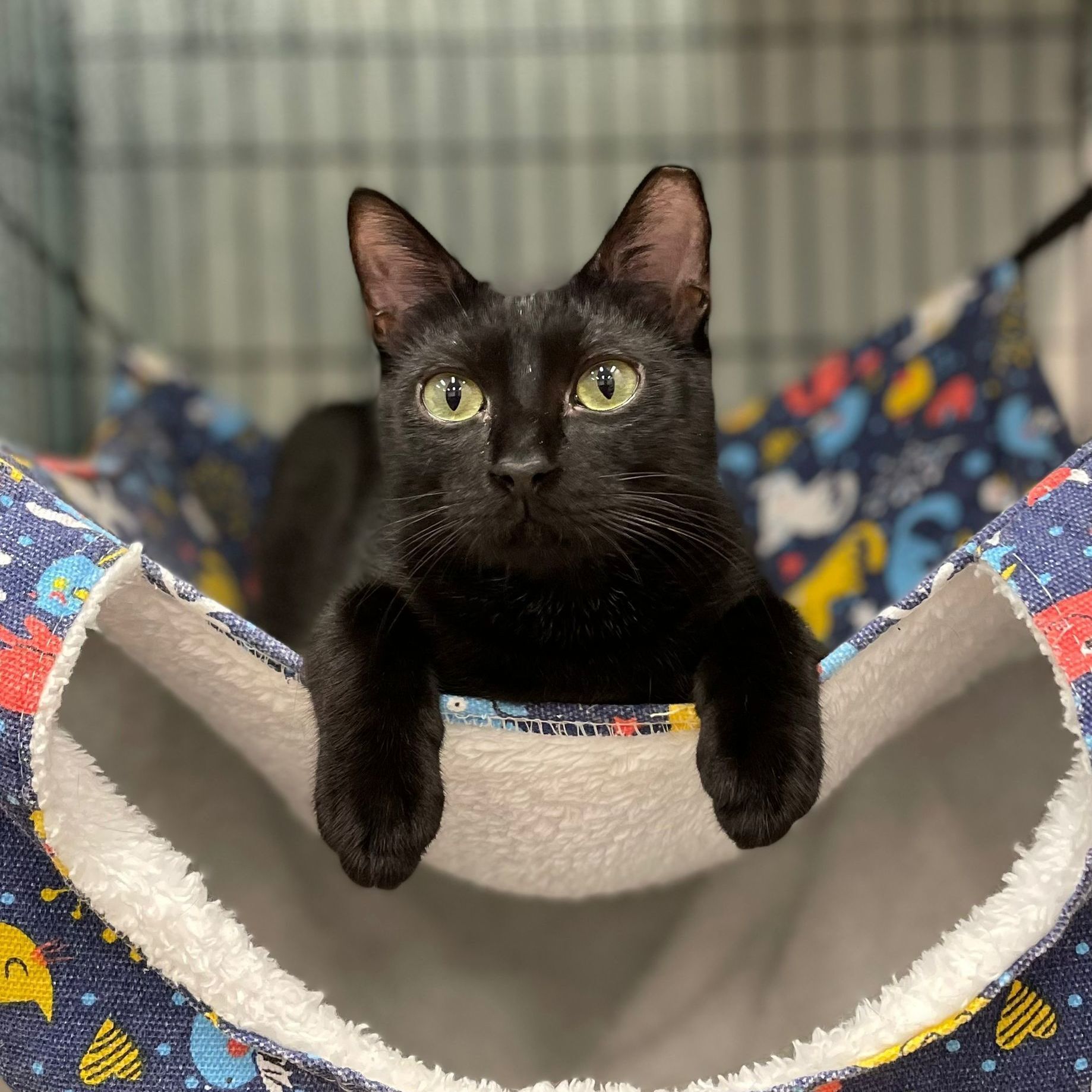 Radar, Adoptable, Young Female Domestic Short Hair.