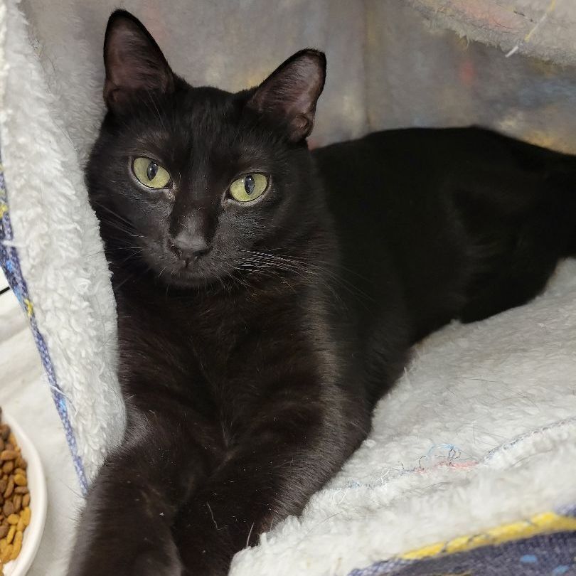 Radar, Adoptable, Young Female Domestic Short Hair.