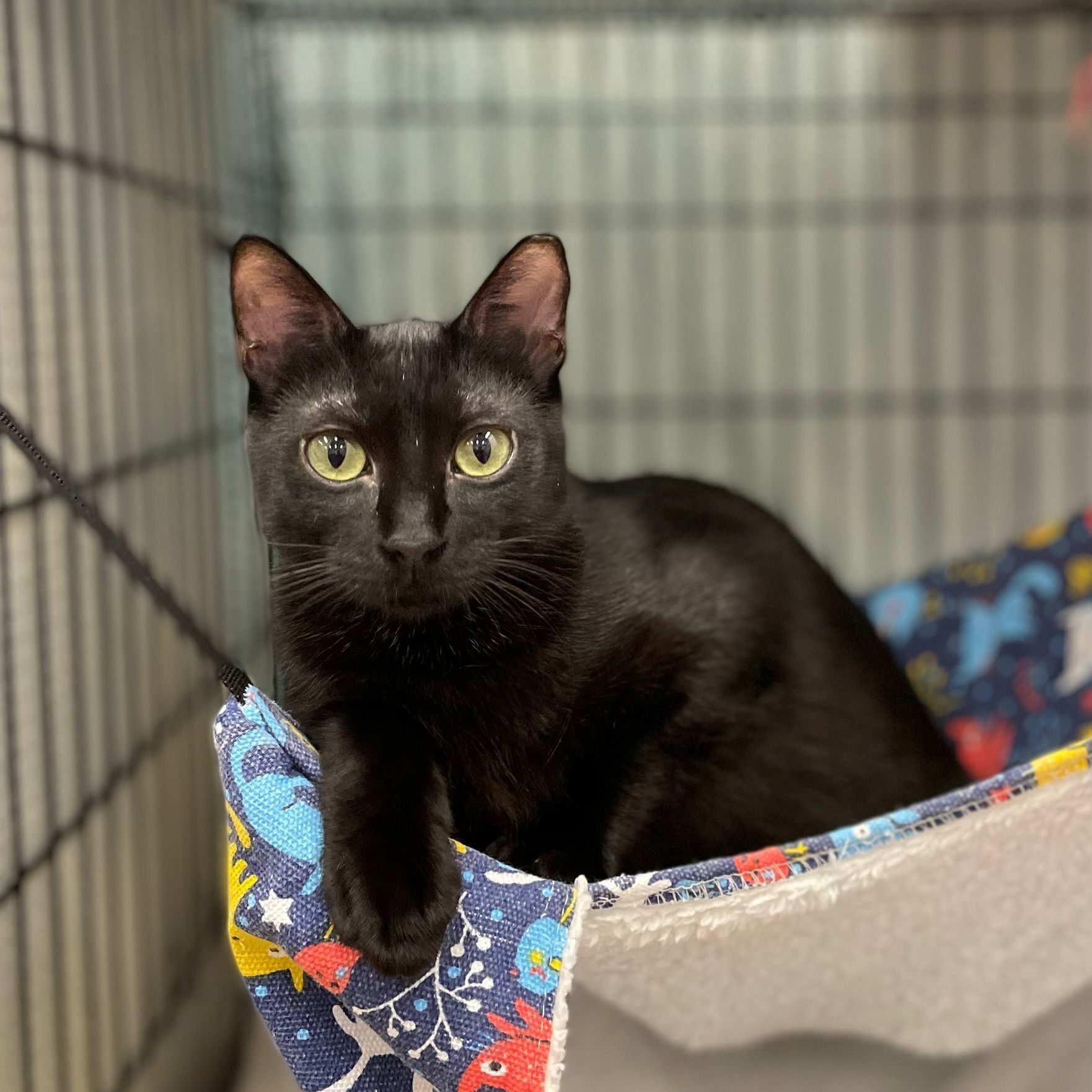 Radar, a Adoptable Domestic Short Hair in Miami Beach, FL image 4/14