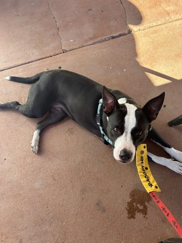 Holly, Adoptable, Adult Female American Staffordshire Terrier.