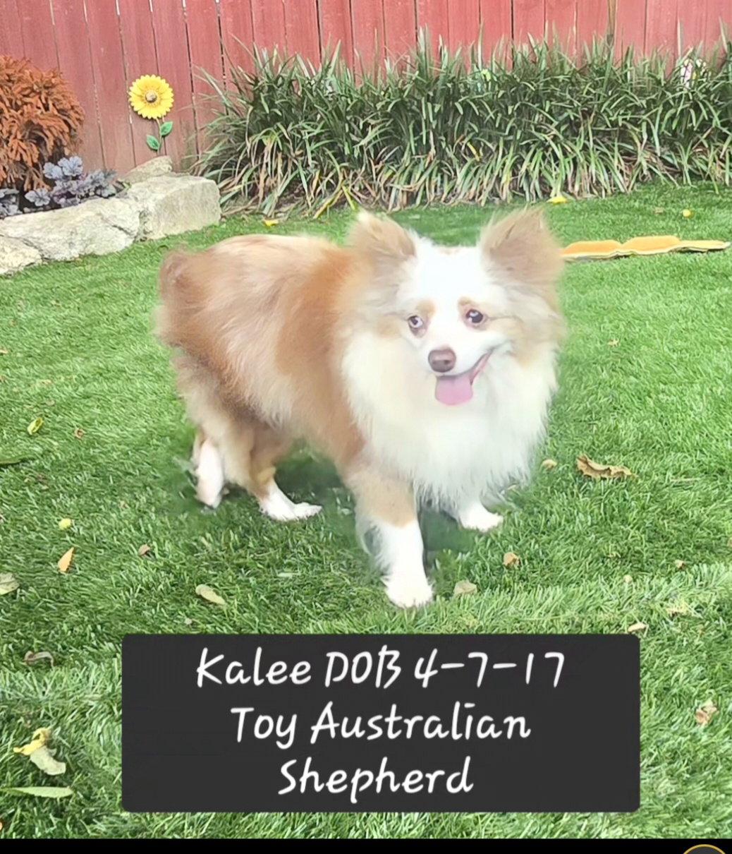 Kalee, Adoptable, Young Female Australian Shepherd.