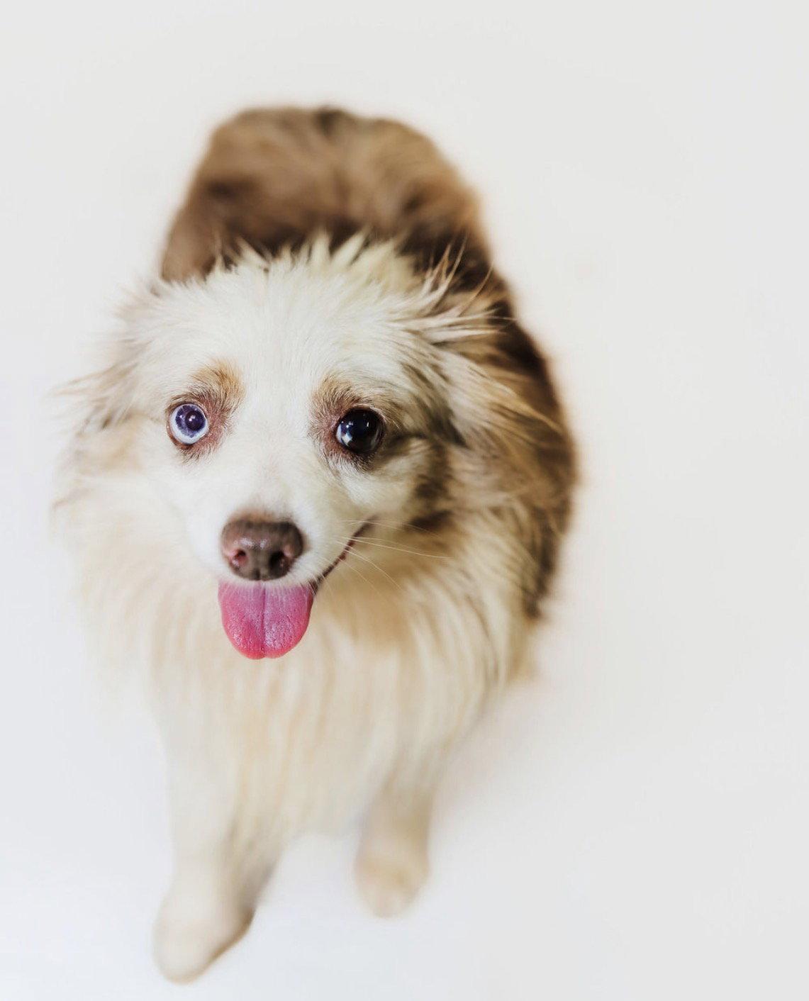Enlarge Kalee, a Adoptable Australian Shepherd in York, SC image 2/2