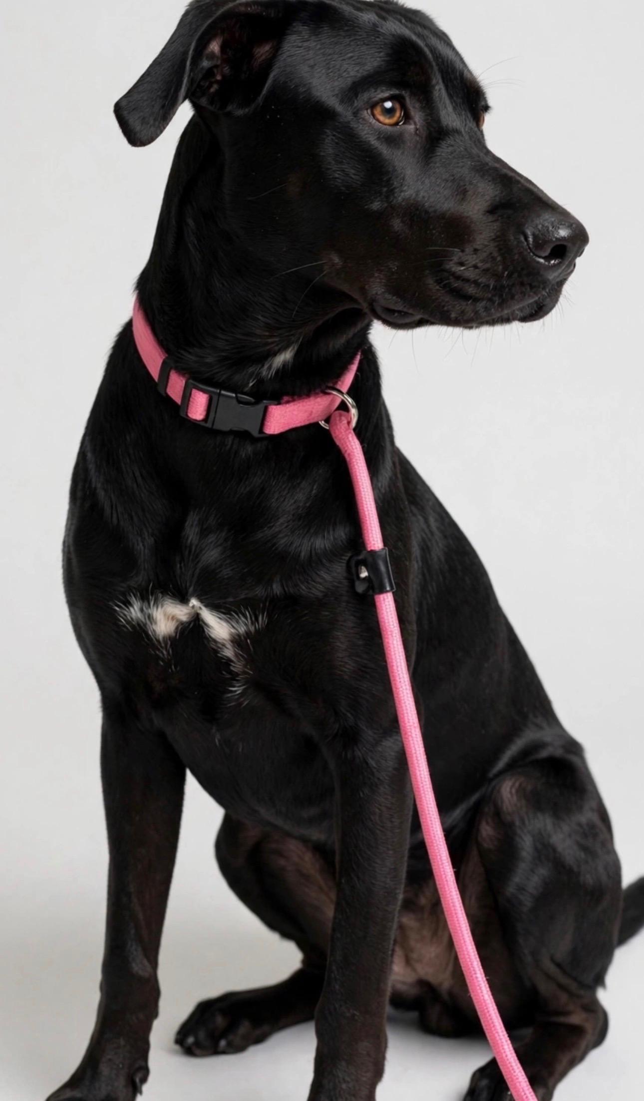 Enlarge PETRA, a Adoptable Black Labrador Retriever in Horseheads, NY image 4/6