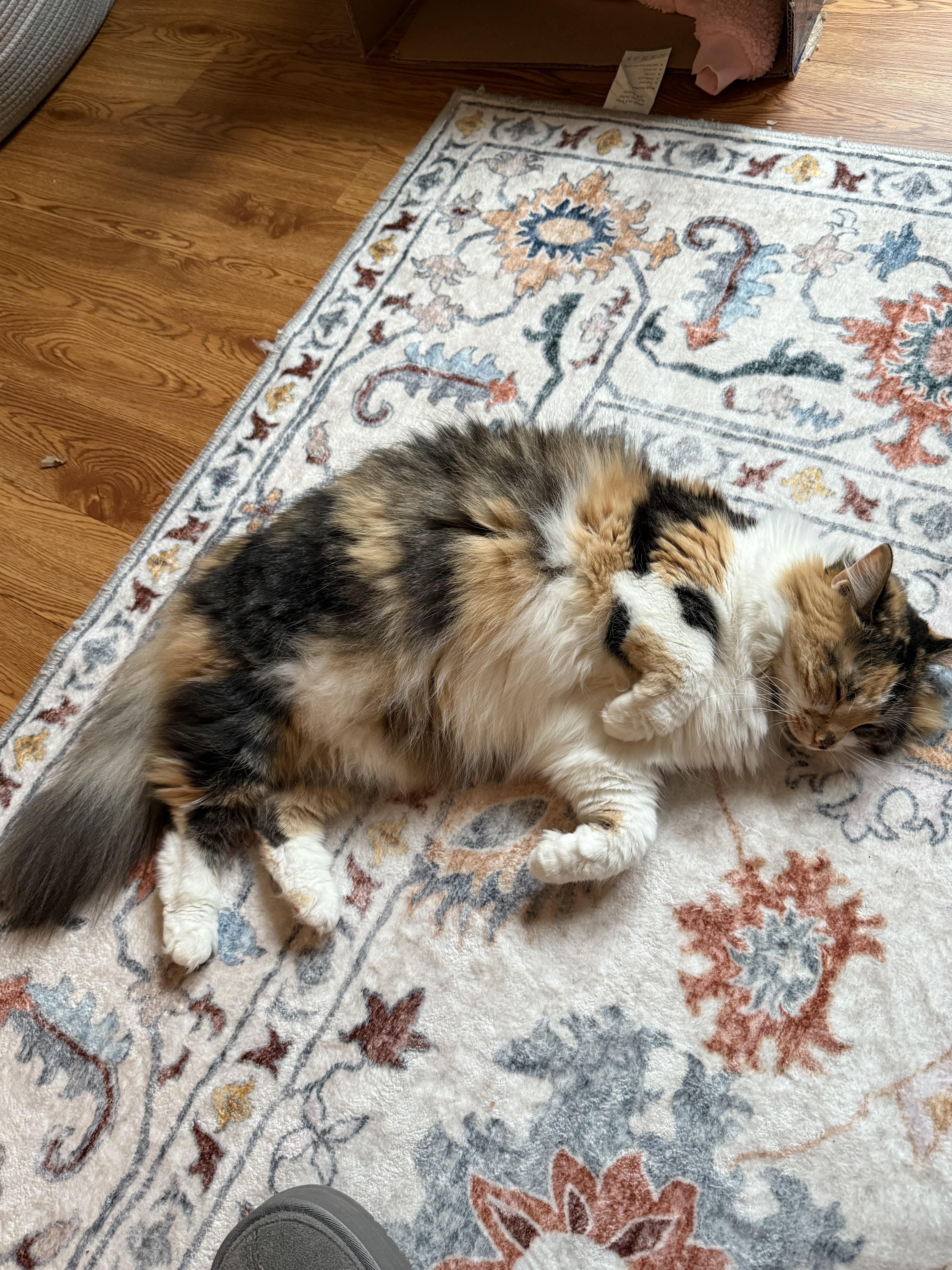 Gracie, Adoptable, Adult Female Maine Coon.