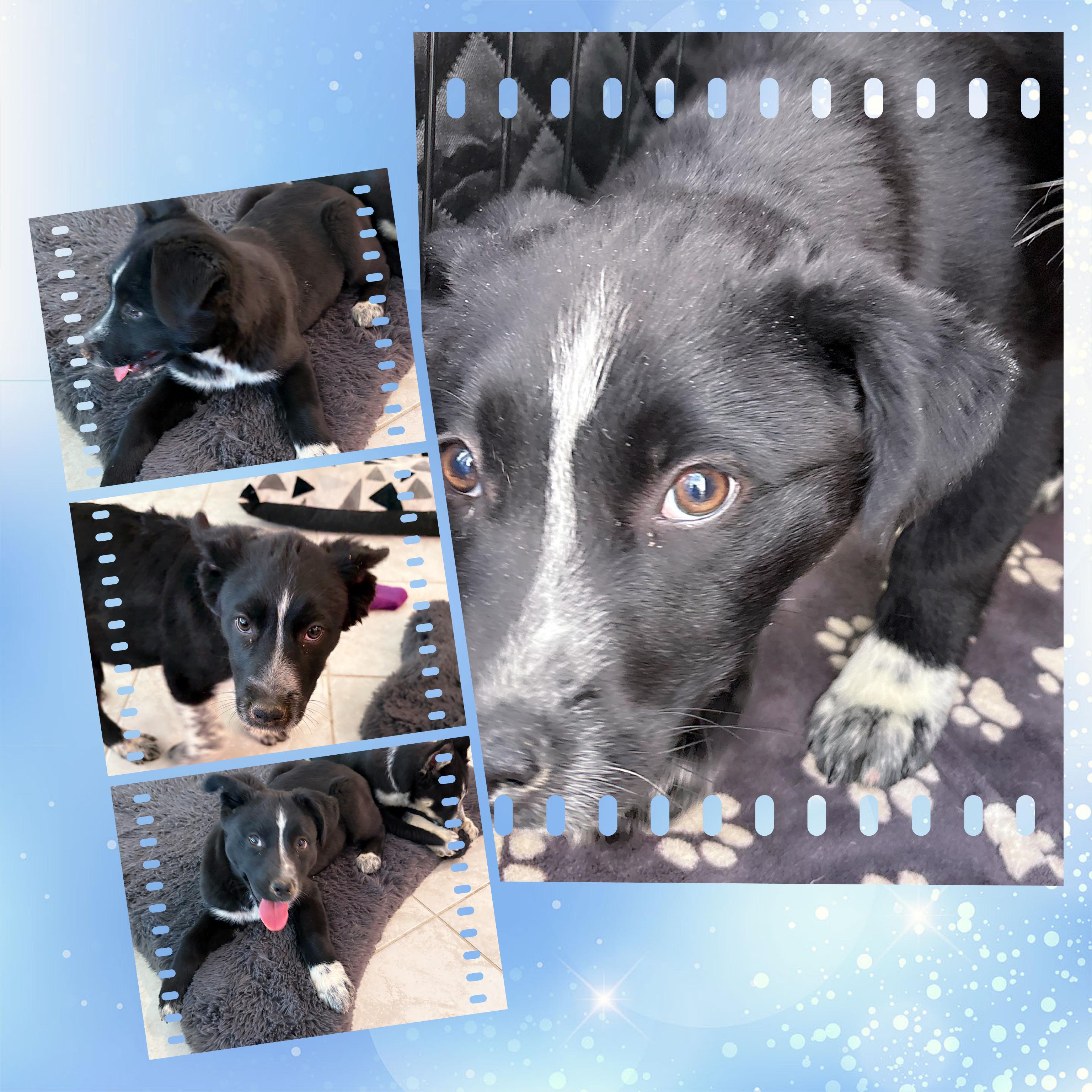 TEDDY Bear, a ADOPTABLE mixed breed in Chandler, AZ image 3/3