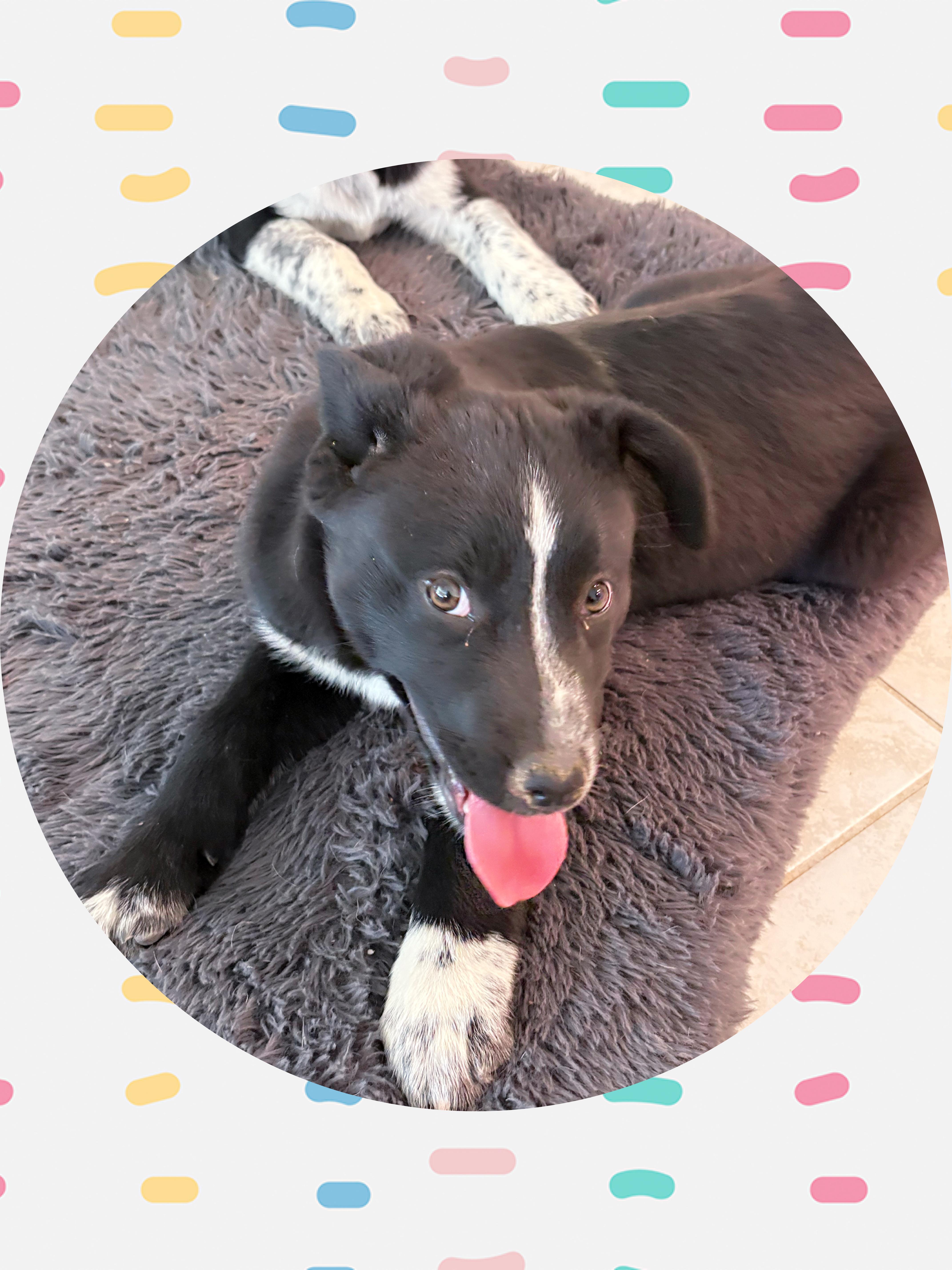 TEDDY Bear, a ADOPTABLE mixed breed in Chandler, AZ image 1/3