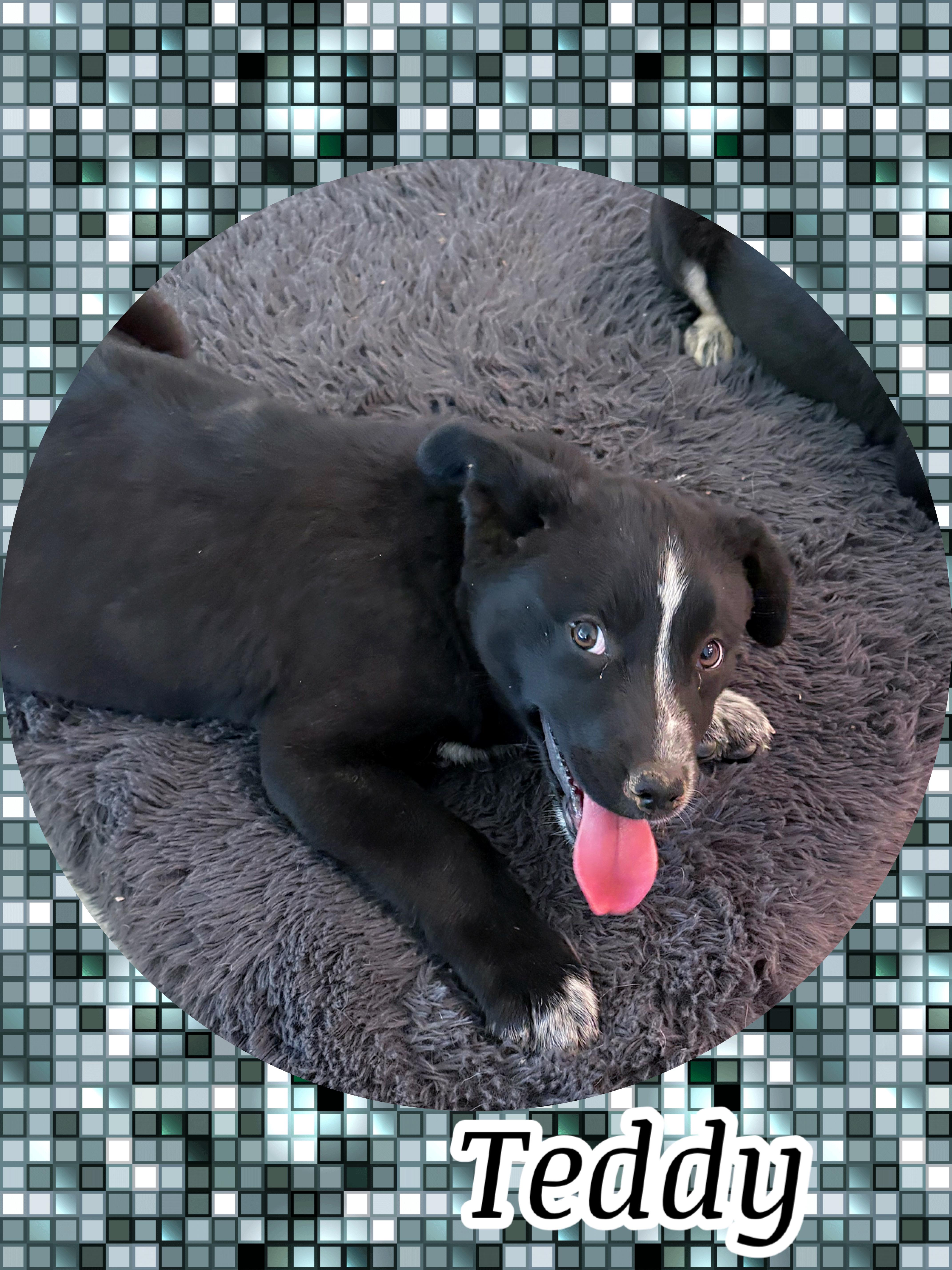 TEDDY Bear, a ADOPTABLE mixed breed in Chandler, AZ image 2/3