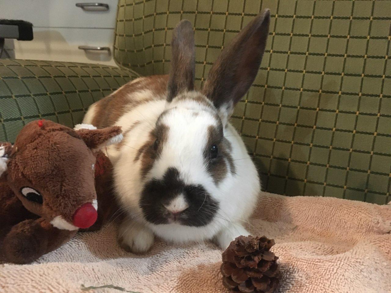 Enlarge Astrid (bonded to Zelda), an adoptable American in Seattle, WA image 1/4