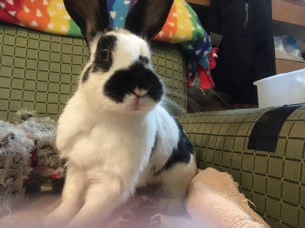 Enlarge Astrid (bonded to Zelda), an adoptable American in Seattle, WA image 2/4