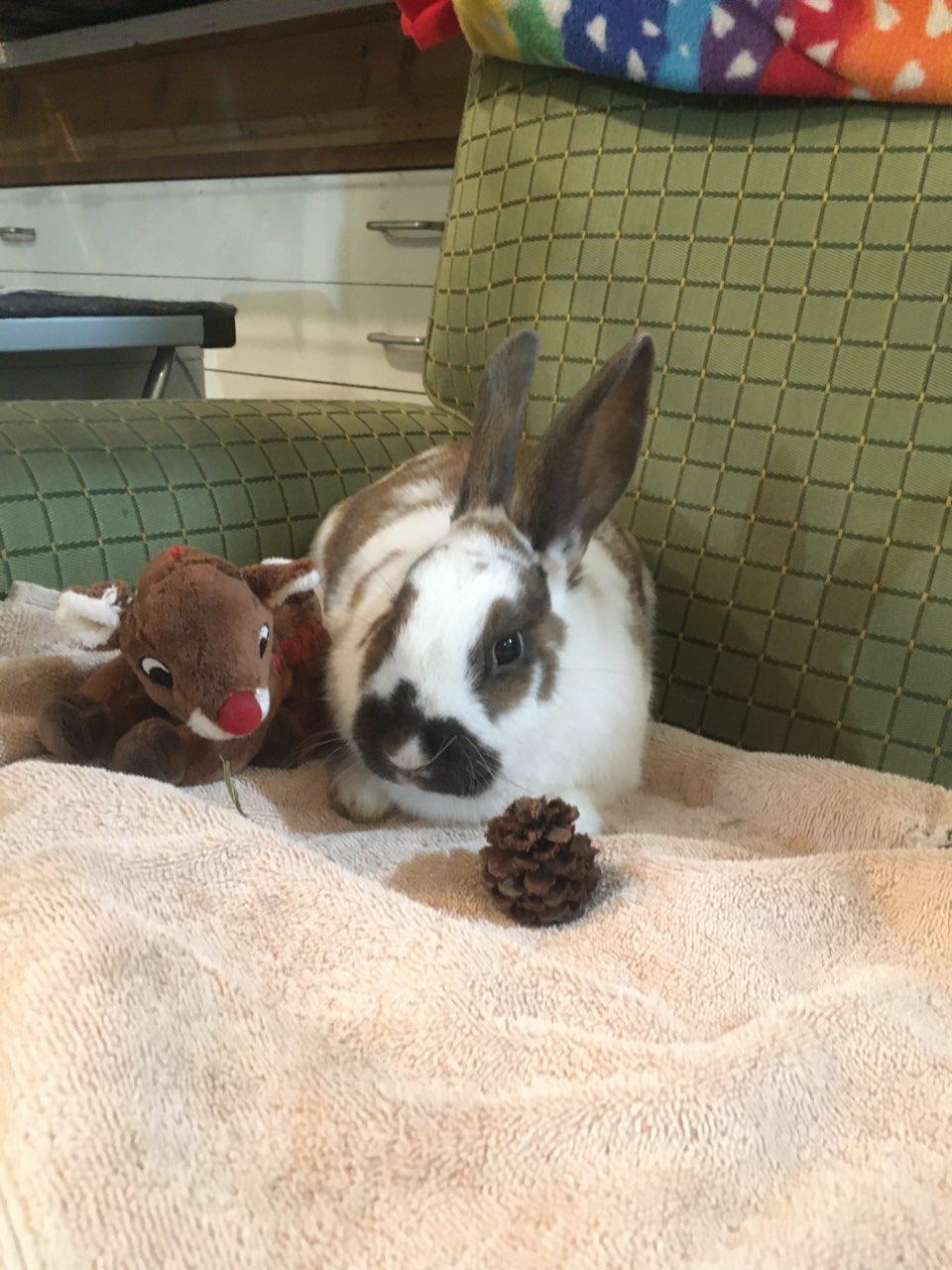 Enlarge Astrid (bonded to Zelda), an adoptable American in Seattle, WA image 4/4