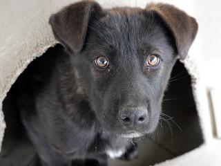 Gracie, adopted, Young Female Australian Cattle Dog / Blue Heeler & Dutch Shepherd.