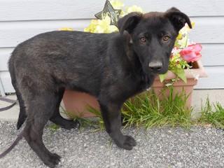 Enlarge Gracie, an adopted mixed breed in Anaconda, MT image 5/6