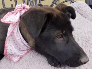 Enlarge Gracie, an adopted mixed breed in Anaconda, MT image 4/6