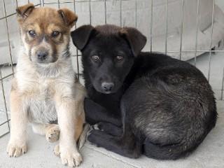 Enlarge Gracie, an adopted mixed breed in Anaconda, MT image 2/6