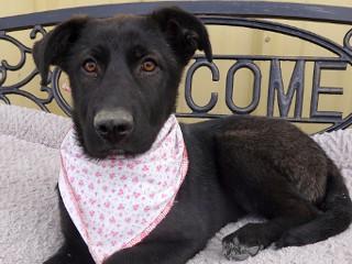Enlarge Gracie, an adopted mixed breed in Anaconda, MT image 3/6