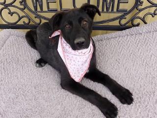 Enlarge Gracie, an adopted mixed breed in Anaconda, MT image 6/6