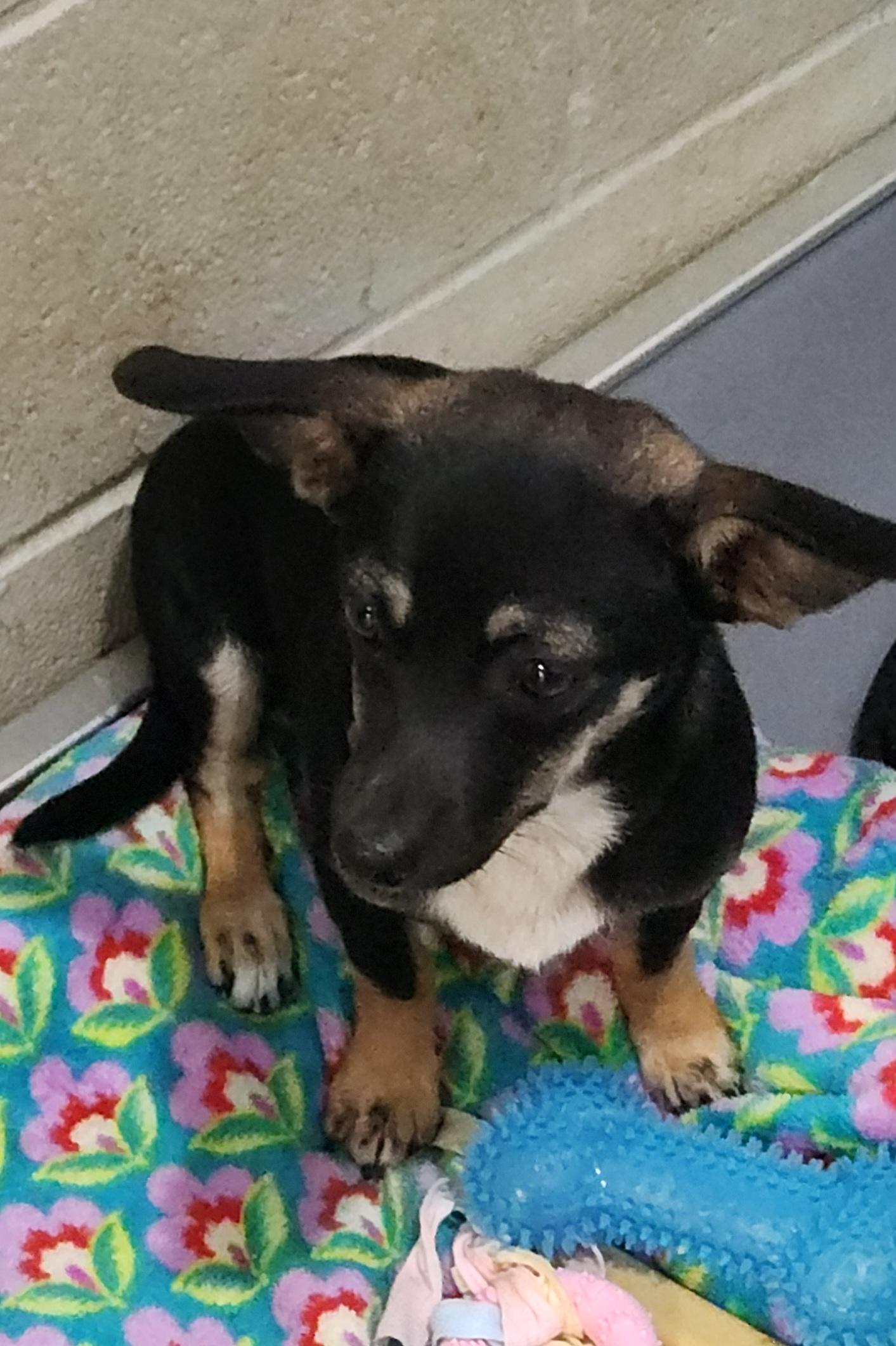 Enlarge Gretchen, an adopted Chiweenie in Flintstone, GA image 3/4