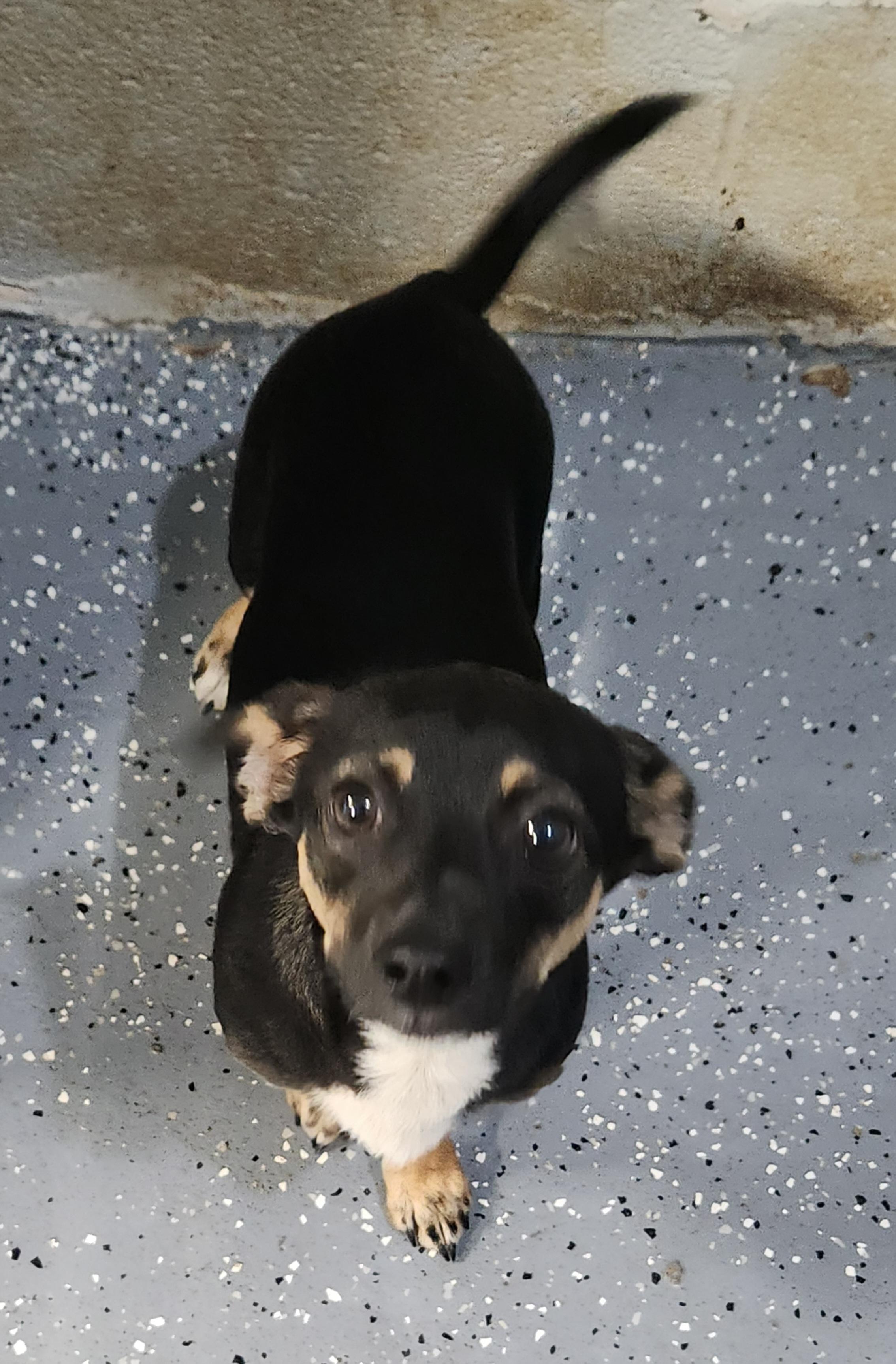 Enlarge Gretchen, an adopted Chiweenie in Flintstone, GA image 4/4