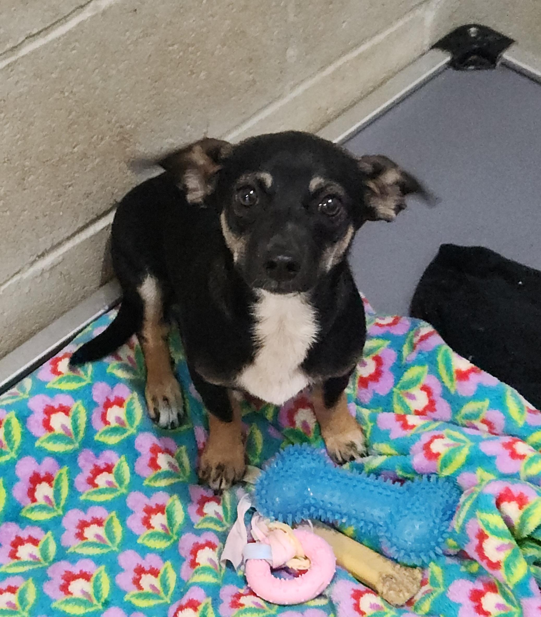 Enlarge Gretchen, an adopted Chiweenie in Flintstone, GA image 2/4