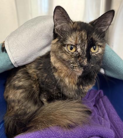 Honeydew, Adoptable, Adult Female Domestic Short Hair & Domestic Short Hair.