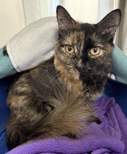 Enlarge Honeydew, a Adoptable mixed breed in Venice, FL image 2/3