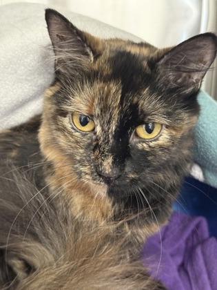 Enlarge Honeydew, a Adoptable mixed breed in Venice, FL image 3/3