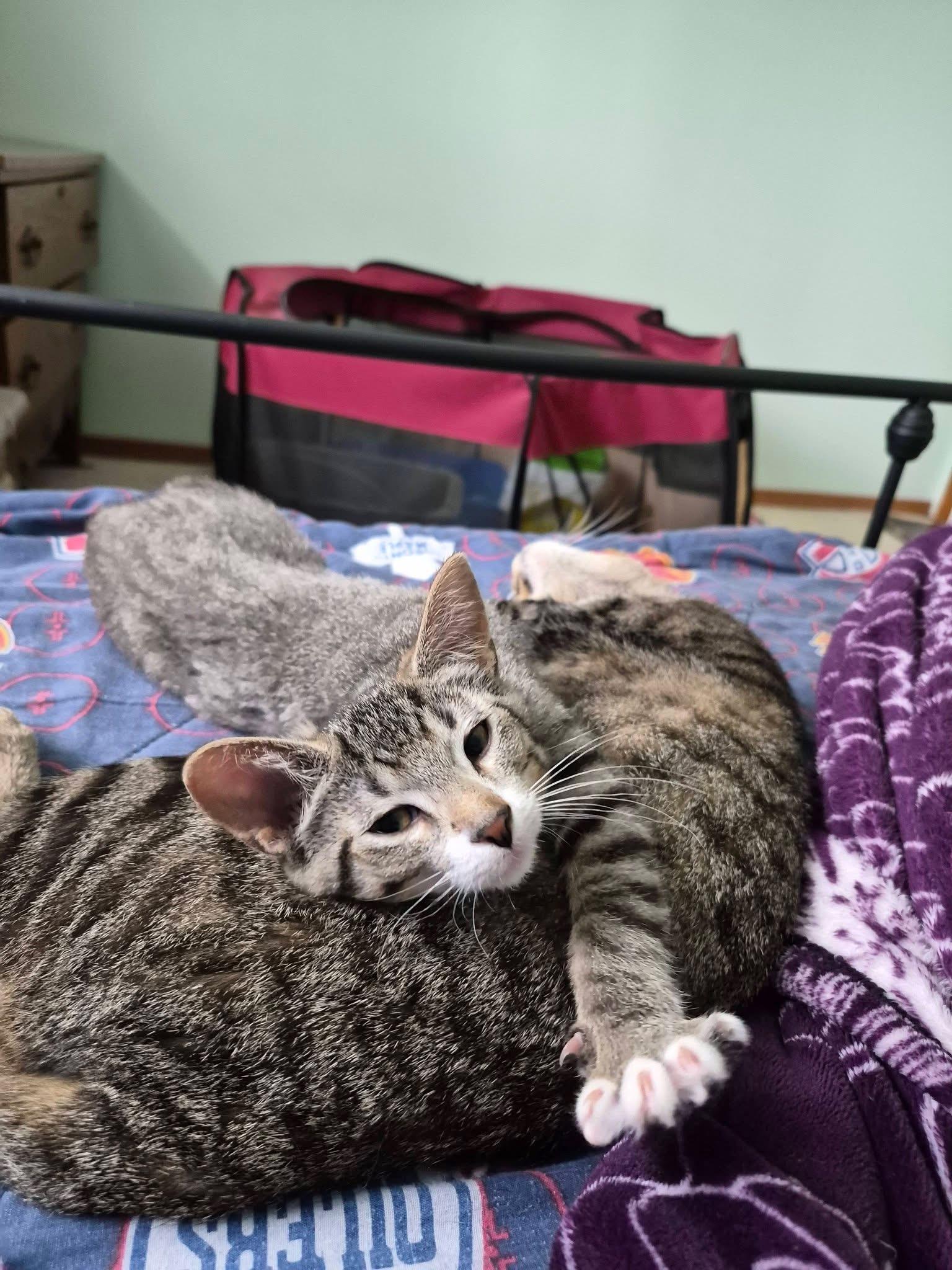 Enlarge FERNLEE, an adopted Tabby in Delhi, ON image 3/3