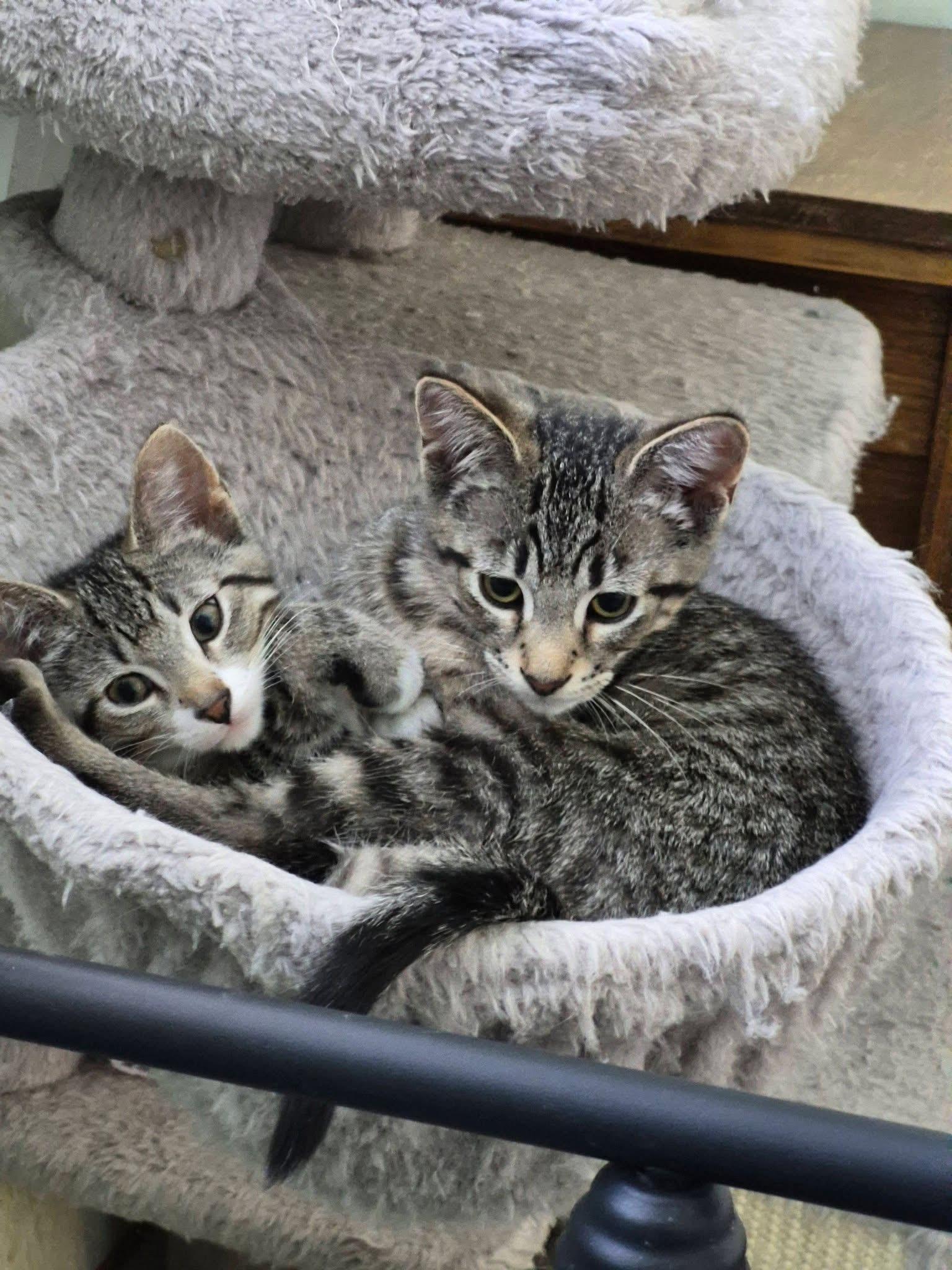 Enlarge FERNLEE, an adopted Tabby in Delhi, ON image 2/3