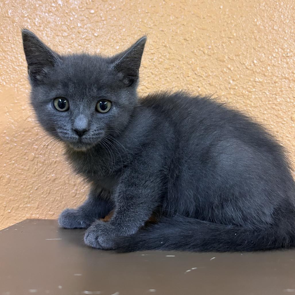Jacob, Adoptable, Kitten Male Domestic Short Hair.