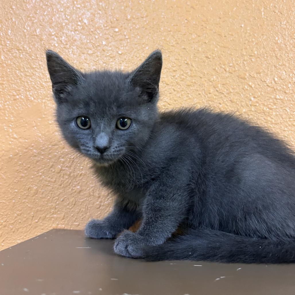 Enlarge Jacob, a Adoptable Domestic Short Hair in Fresno, CA image 2/2