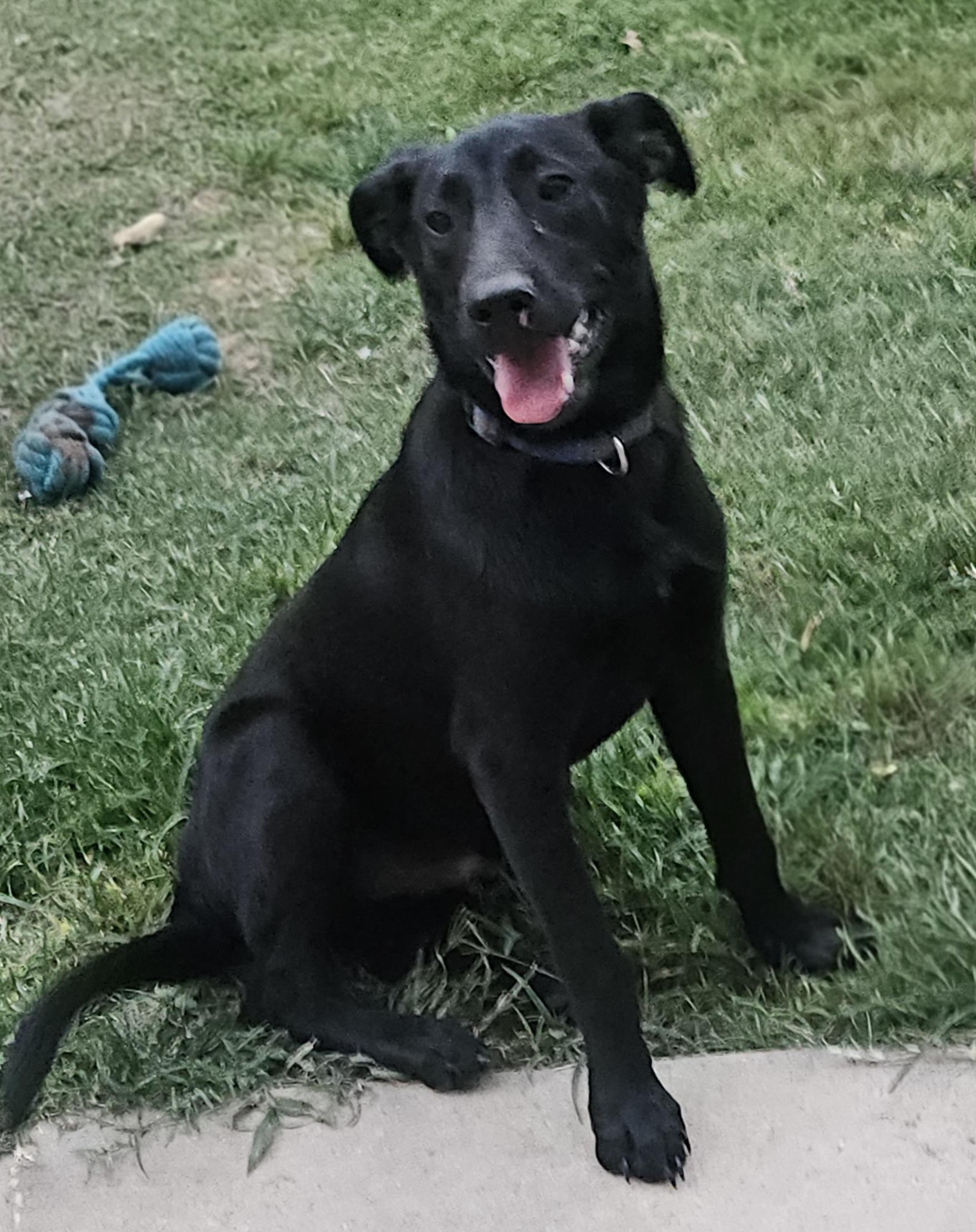Enlarge Legume, a ADOPTABLE mixed breed in Kyle, TX image 1/1
