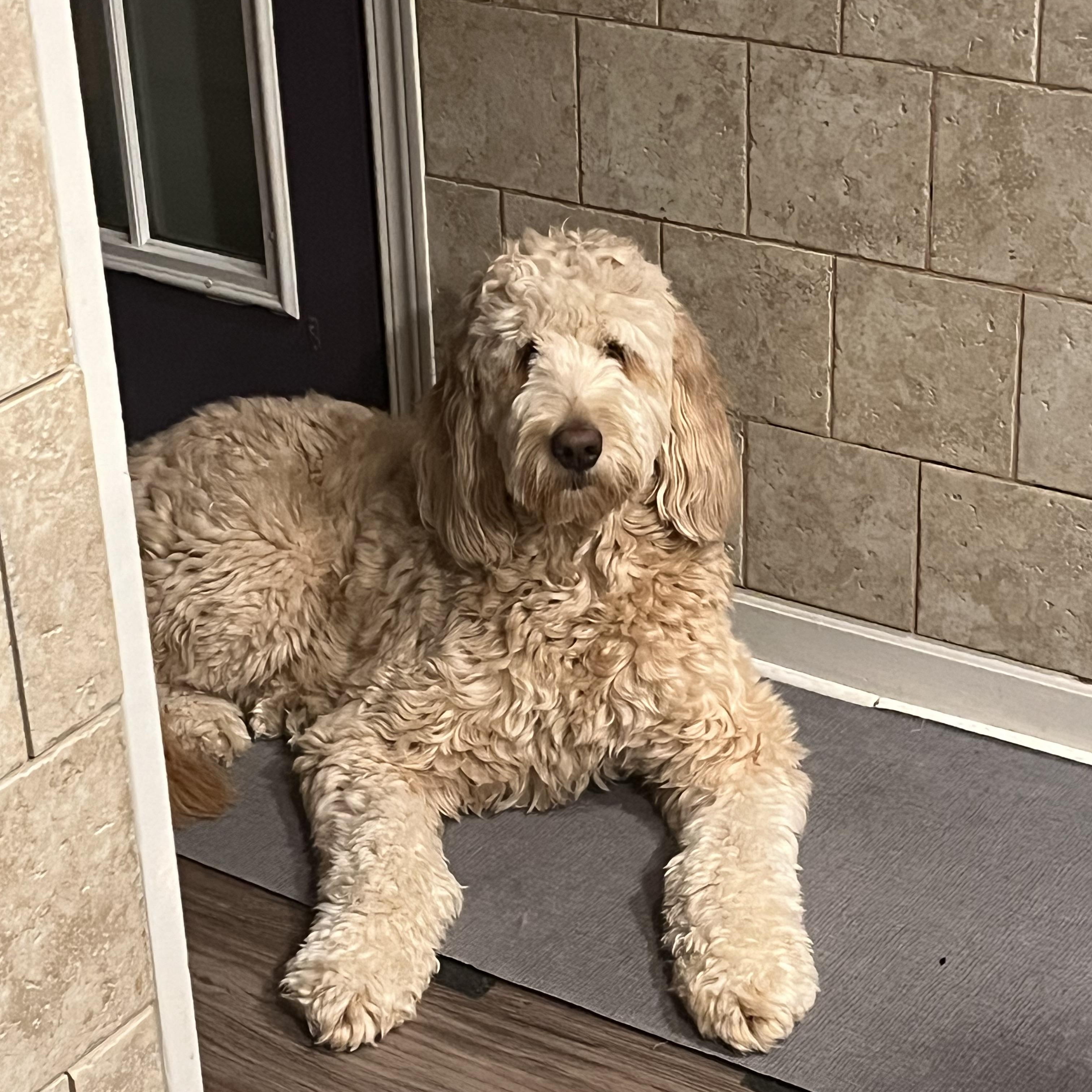 Enlarge LACIE-ILLINOIS, a Adoptable Goldendoodle in Sandwich, IL image 5/6