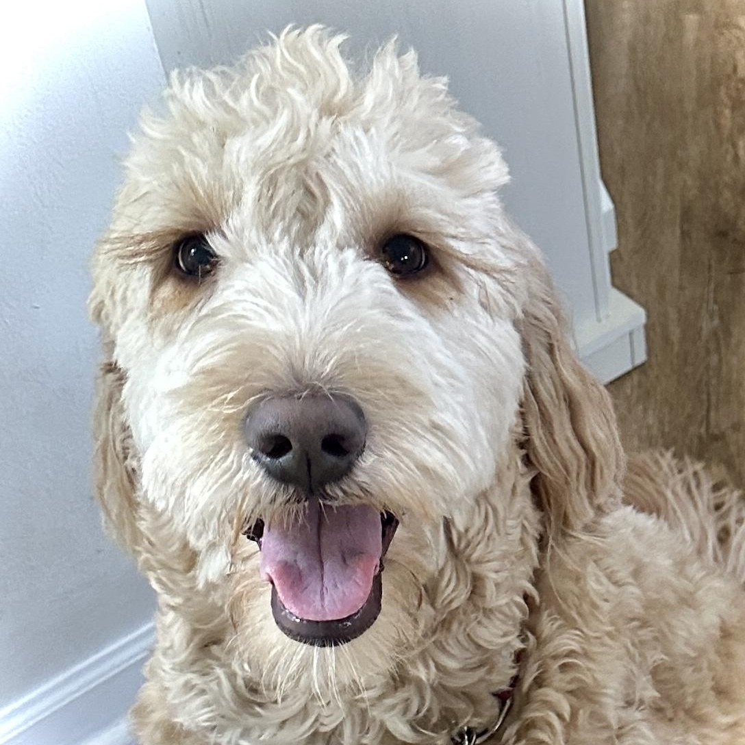 LACIE-ILLINOIS, Adoptable, Adult Female Goldendoodle.