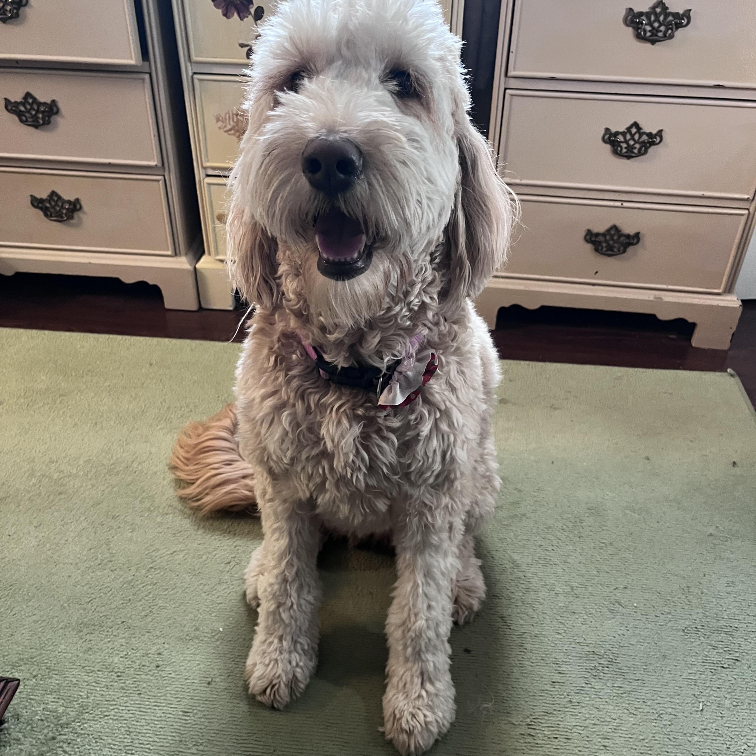 Enlarge LACIE-ILLINOIS, a Adoptable Goldendoodle in Sandwich, IL image 4/6