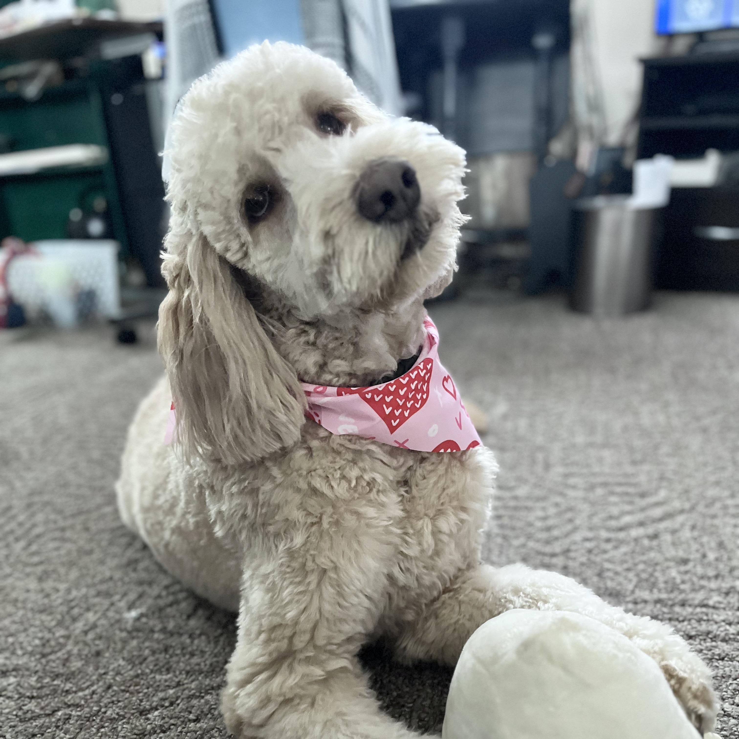 Enlarge LACIE-ILLINOIS, a Adoptable Goldendoodle in Sandwich, IL image 2/6