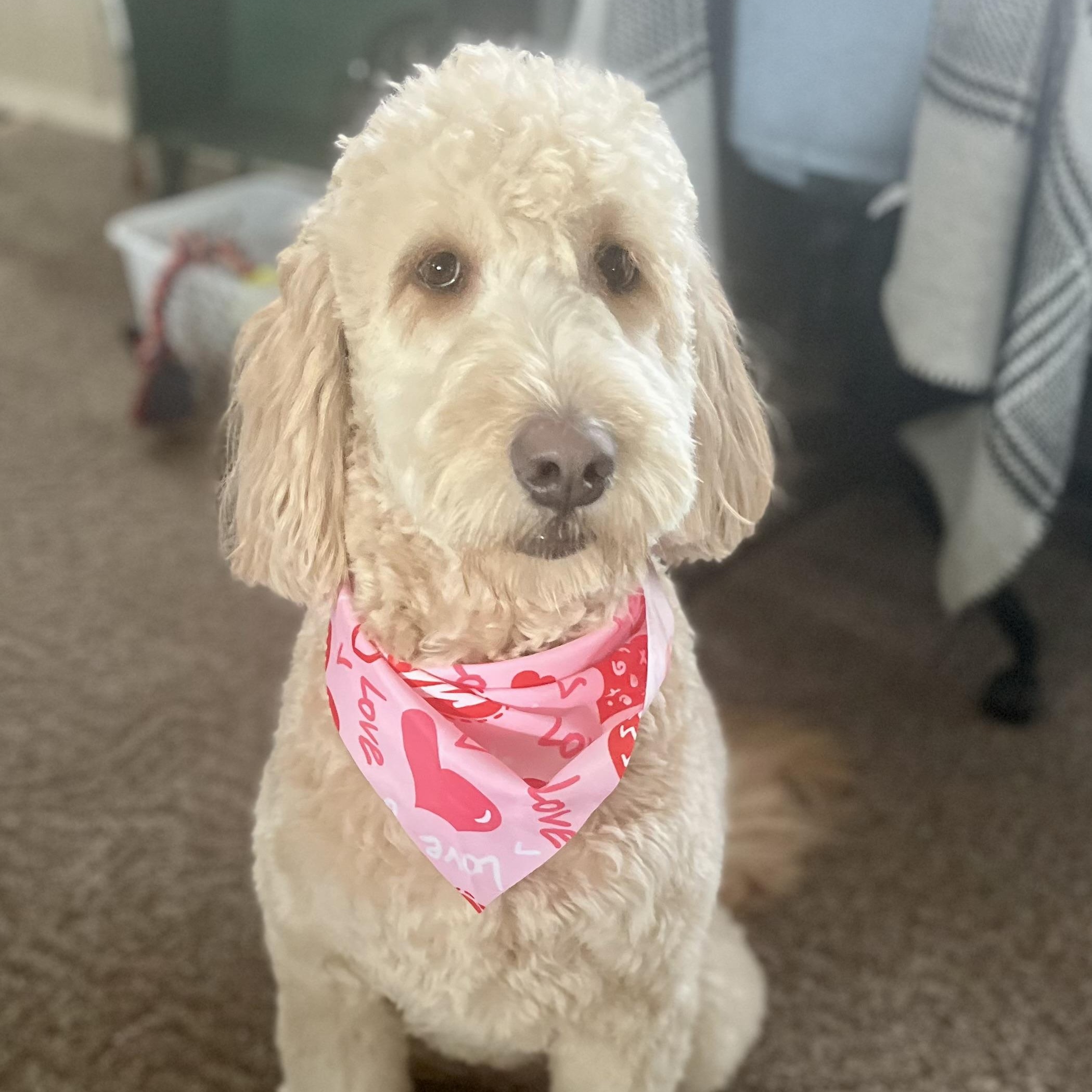 Enlarge LACIE-ILLINOIS, a Adoptable Goldendoodle in Sandwich, IL image 3/6