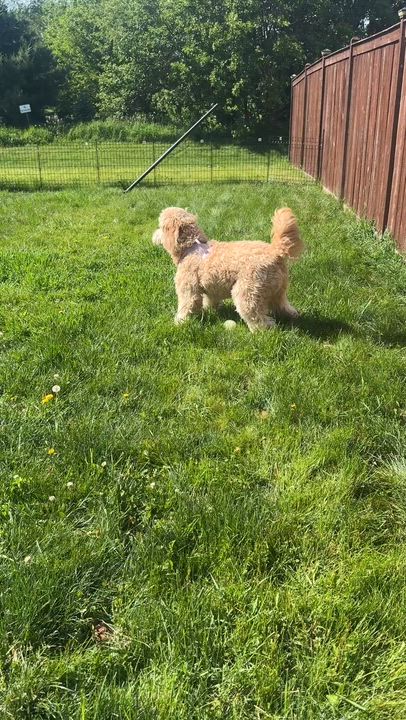 Enlarge LACIE-ILLINOIS, a Adoptable Goldendoodle in Sandwich, IL video 6/6