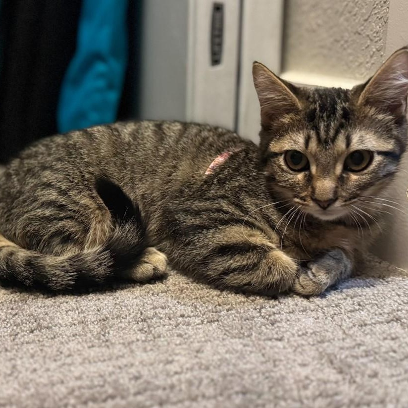 Briana Bell thumbnail 3