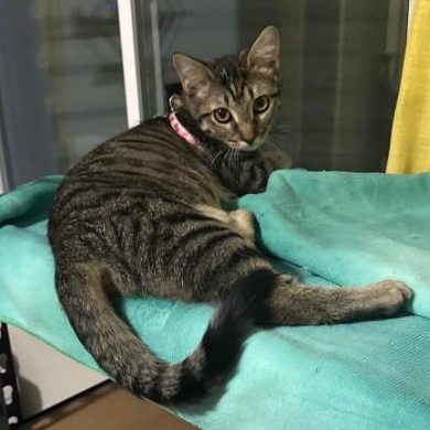 Briana Bell thumbnail 2