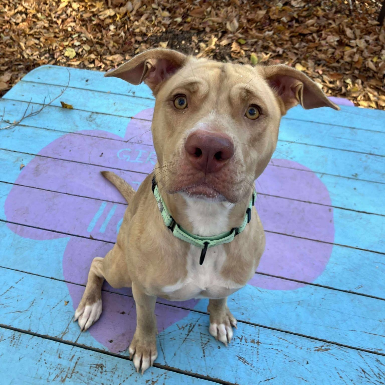 Yam, a Adoptable mixed breed in Sunderland, MD image 4/6