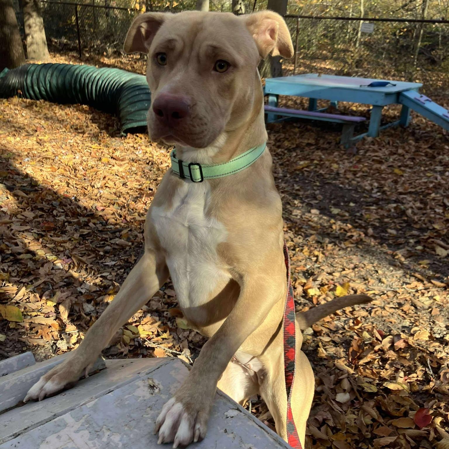 Yam, a Adoptable mixed breed in Sunderland, MD image 5/6