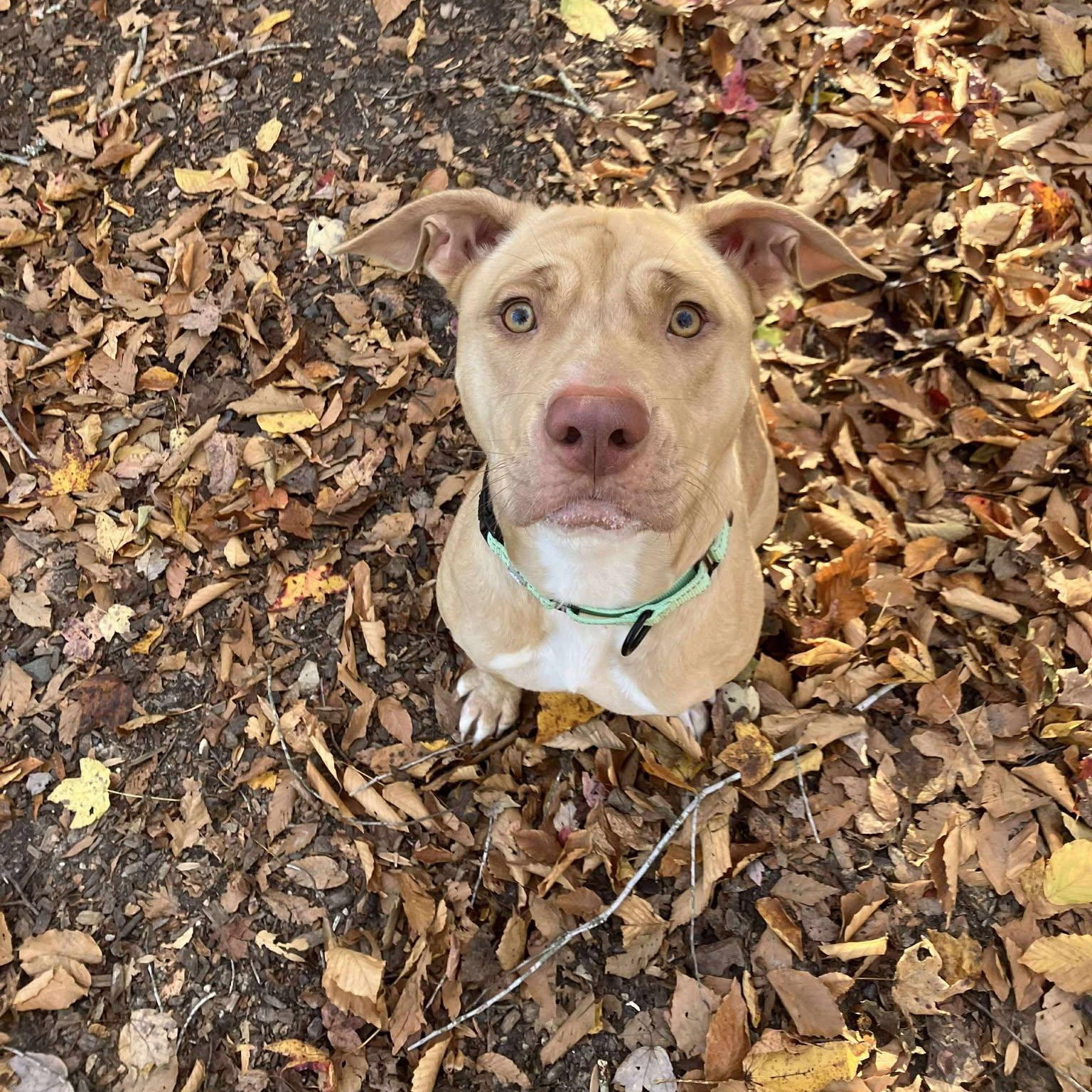 Yam, a Adoptable mixed breed in Sunderland, MD image 6/6